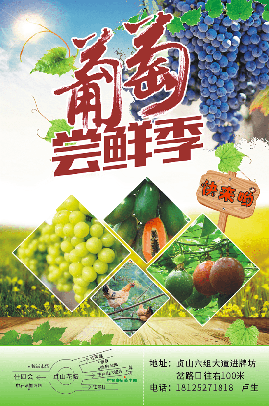 为葡萄设计宣传语，探寻美味之旅，领略葡萄魅力