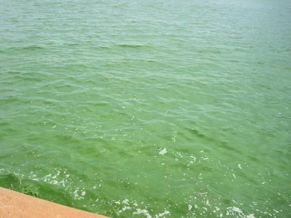 夏季鱼浮头的时间与原因解析