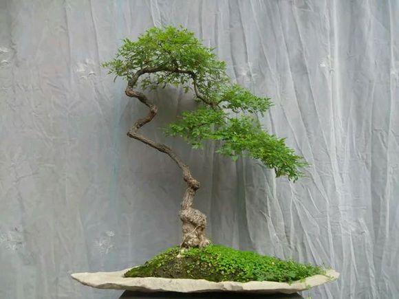 黄荆盆景冬天落叶吗？——解析黄荆盆景的冬季养护与落叶现象