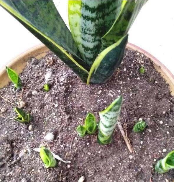 虎皮兰的繁殖方法及技巧