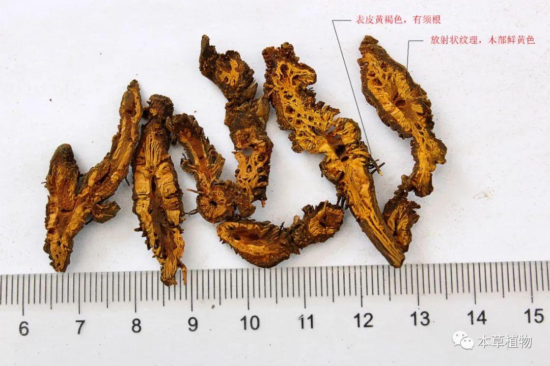 黄莲叶子的功效与作用，揭示古老植物的神奇秘密