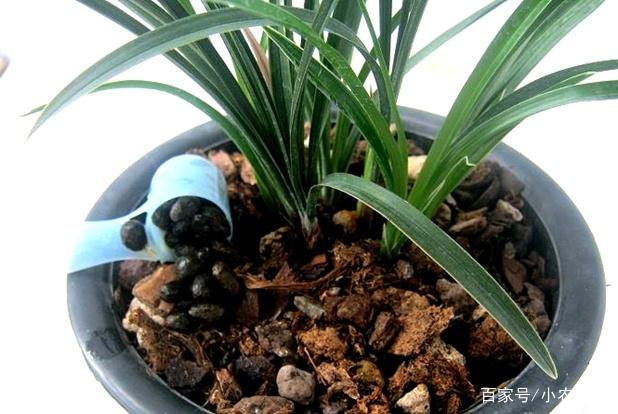 兰花肥料大全，滋养优雅之花的关键要素