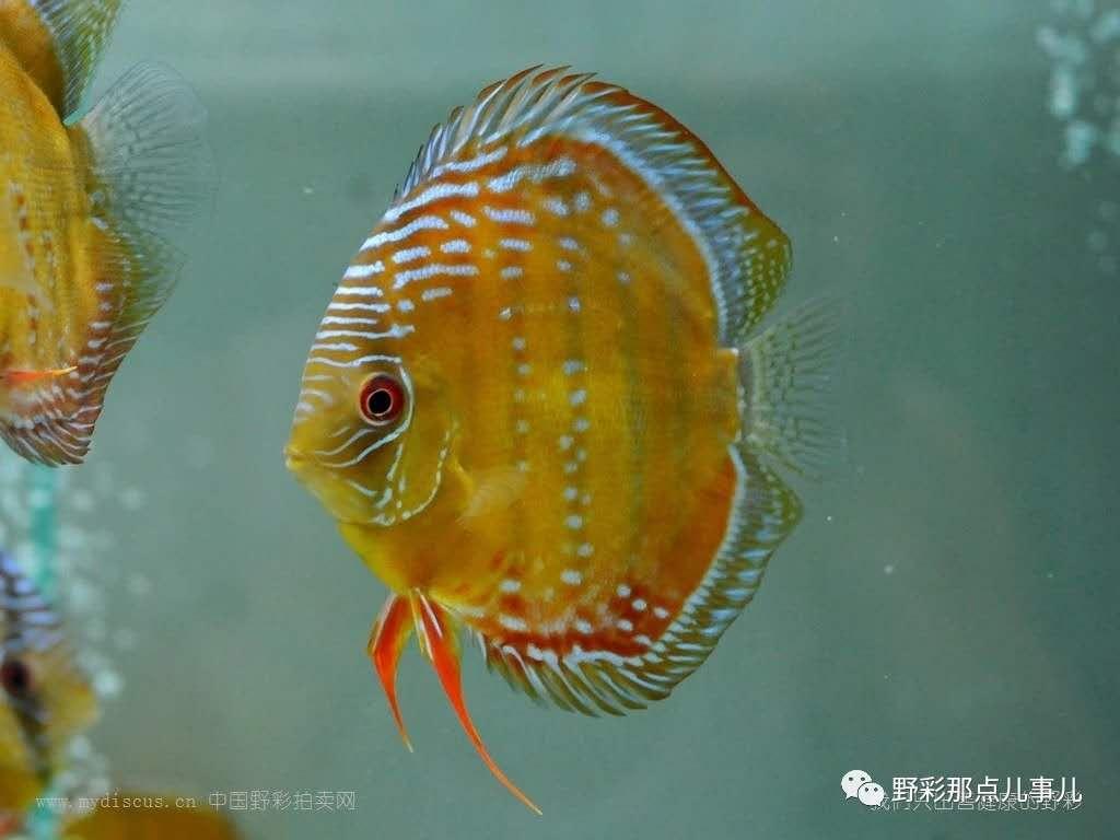肠炎怎么治疗效果好，全面解析肠炎治疗策略