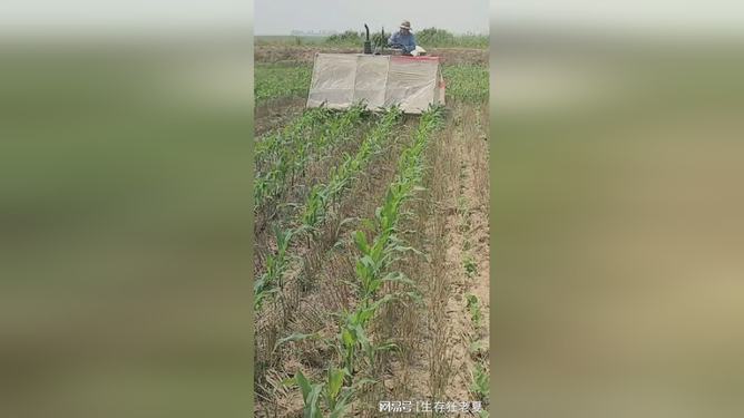 适合农村种植的作物及其种植策略