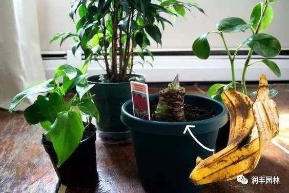 烂香蕉做花肥，环保又高效的园艺秘诀