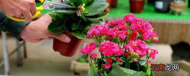 冬天沤花肥，繁花似锦背后的辛勤付出