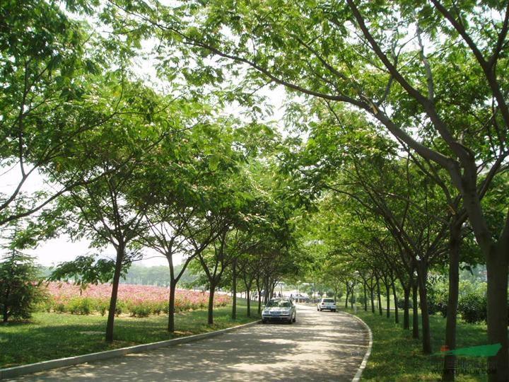 油木材的油漆，工艺、选择与应用