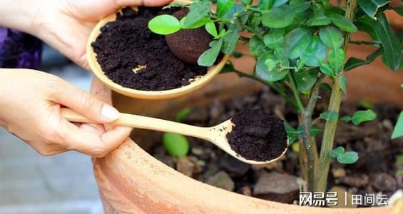 花肥施什么，深入了解花卉营养需求与施肥策略