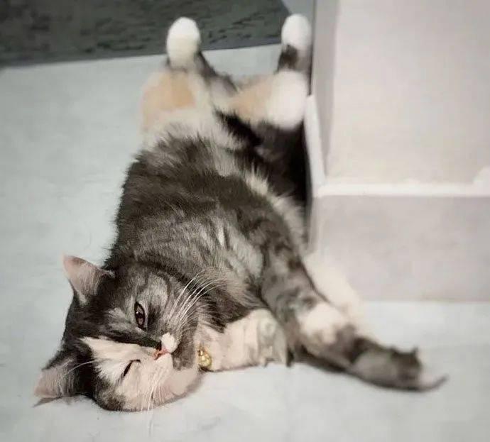 猫双面绣的艺术魅力