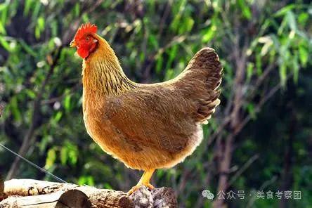 中国鸡的种类图片大全
