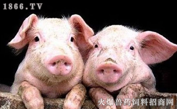 猪的添加剂种类及其应用
