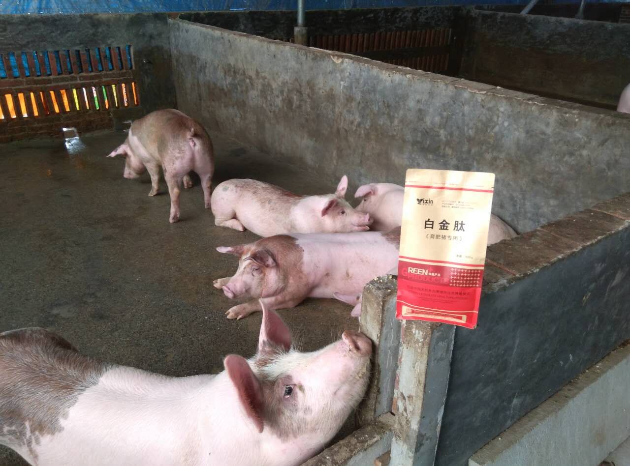 仔猪料种类及其应用