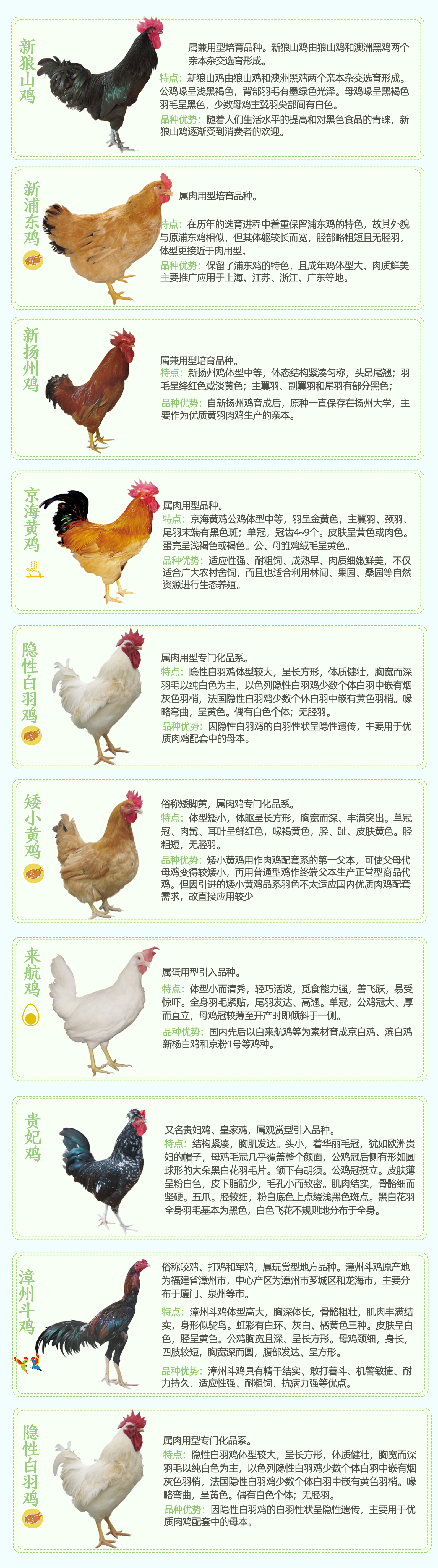 广东鸡的种类及其独特魅力
