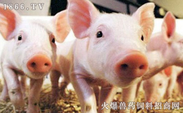 海大猪饲料种类及其特点