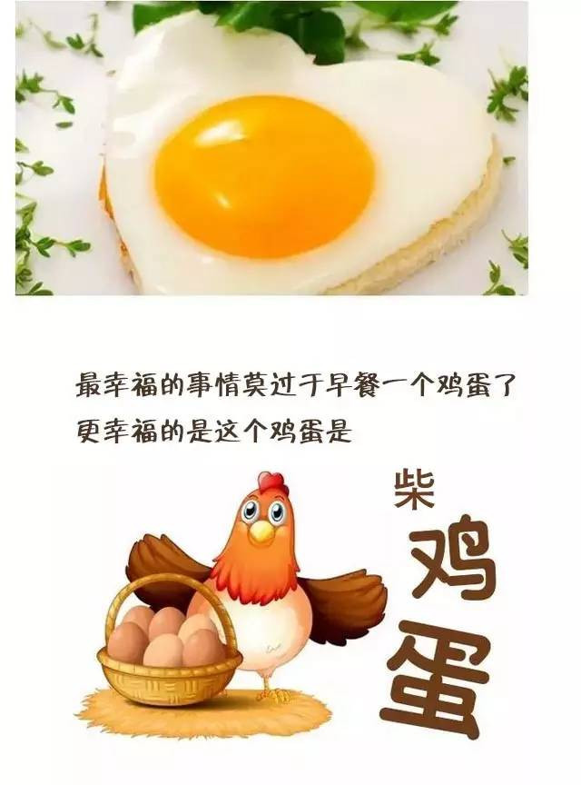 柴鸡种类及其特点