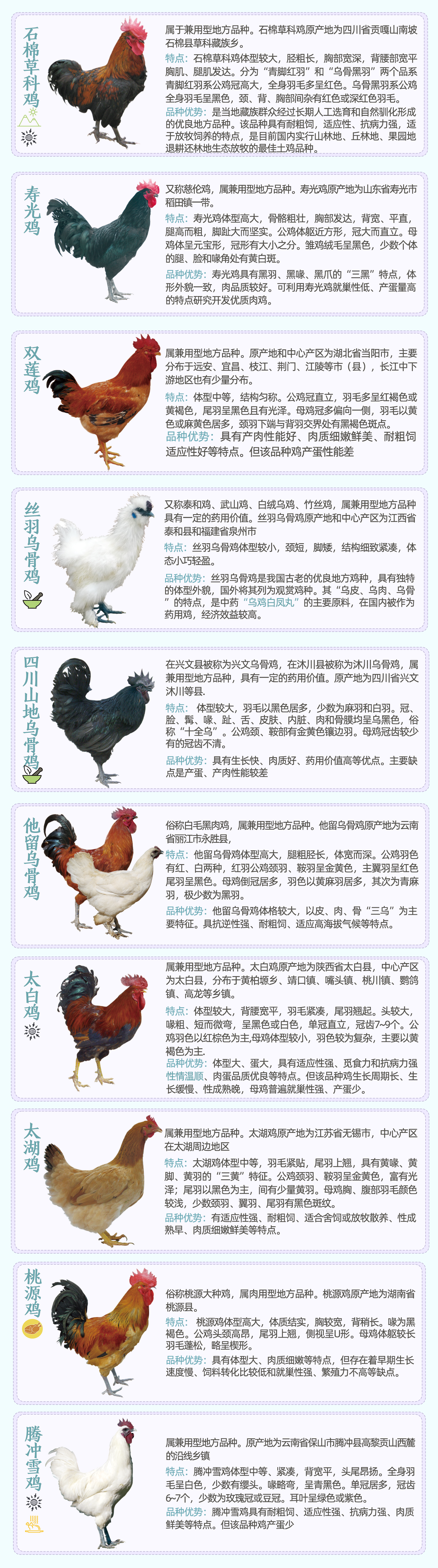 国内鸡的种类大全集