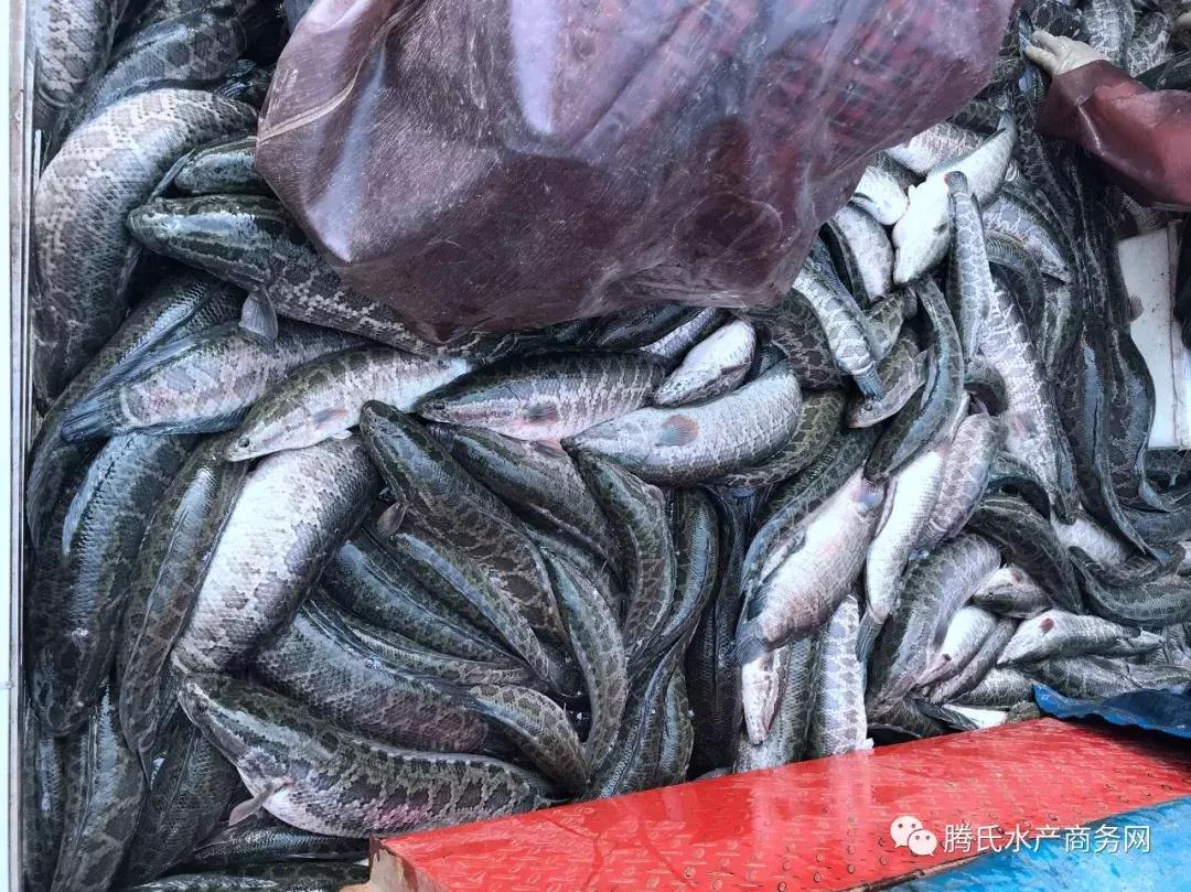 最好养的家养小鱼的种类