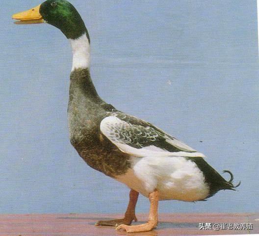 中国鸭子种类丰富多样
