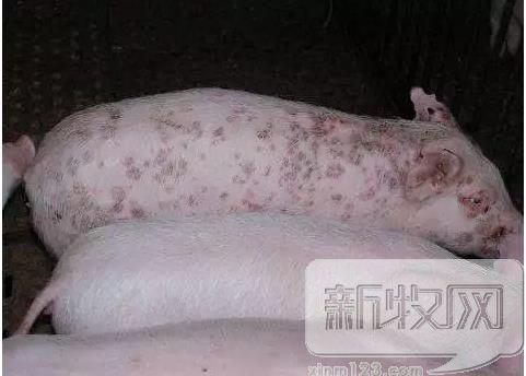 蓝耳苗种类及其特性解析