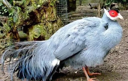 珍稀鸡种类名称及其独特特征