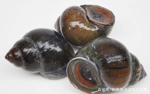 大型田螺种类，探索神奇的水生生物世界