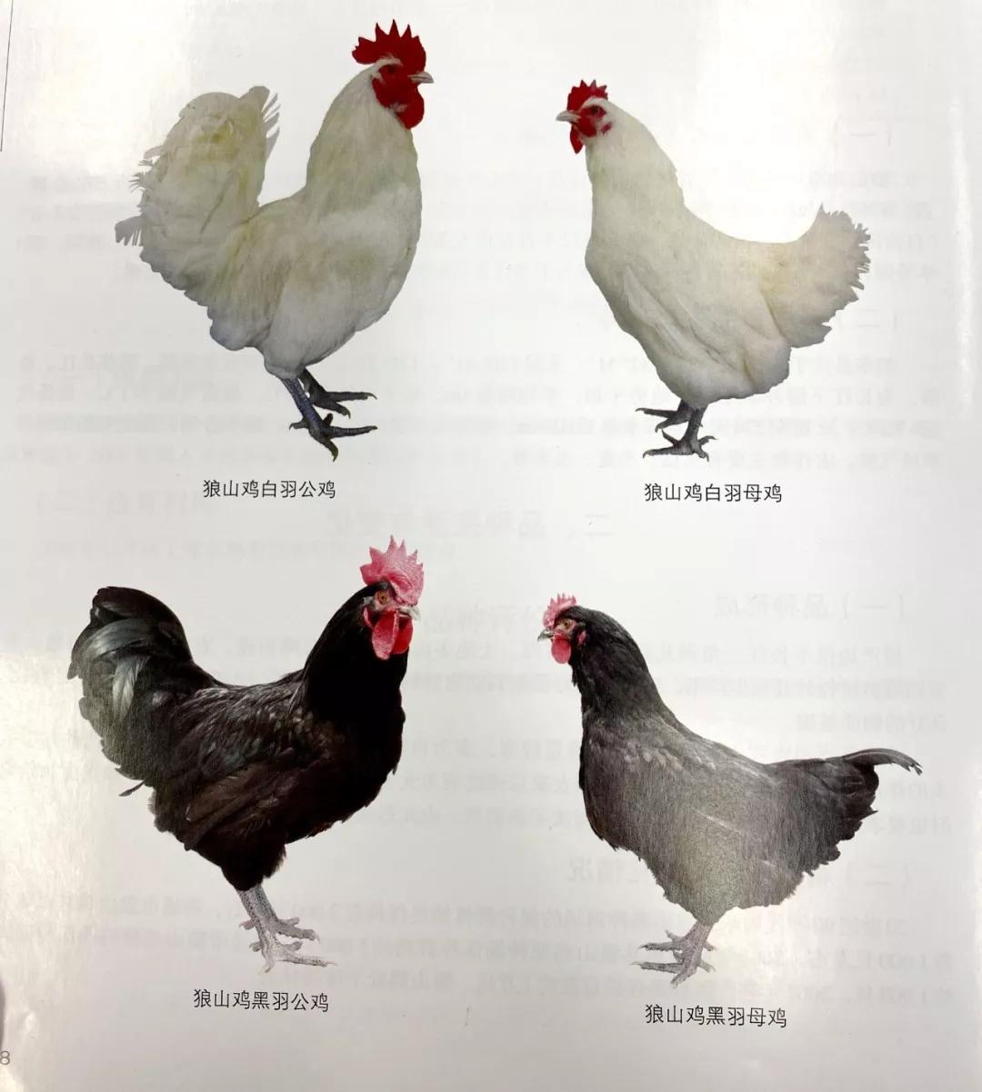 鸡的种类及图片大全