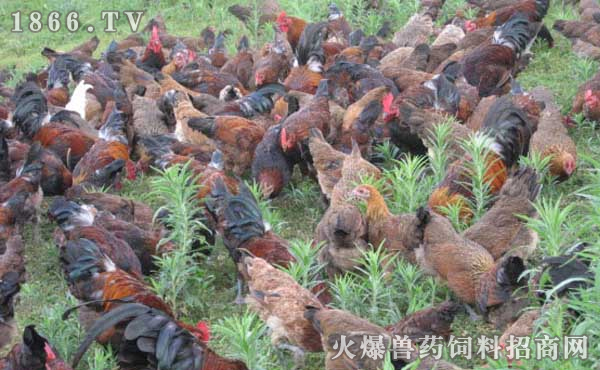 广东蛋鸡种类及其特点