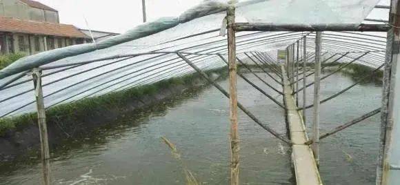 对虾伞式大棚与高位池养殖技术的融合应用