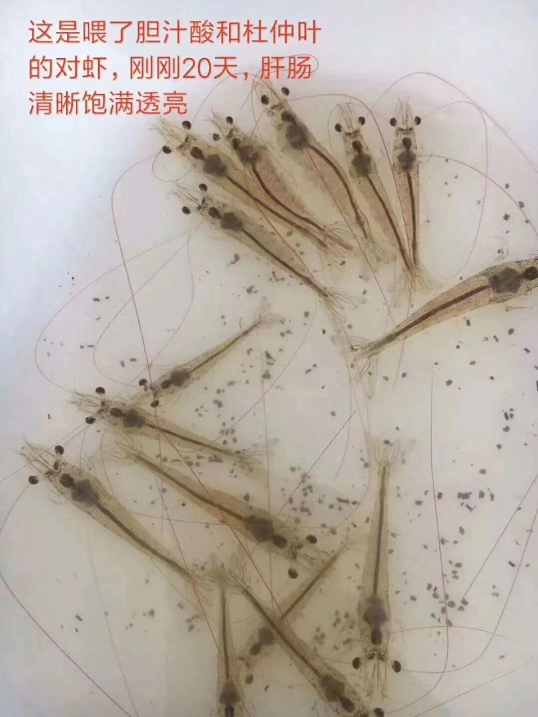 大棚白对虾放苗前的盐度管理——以几格盐为视角