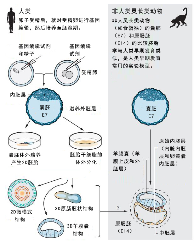 胎衣开局，探索生命奥秘的初始篇章