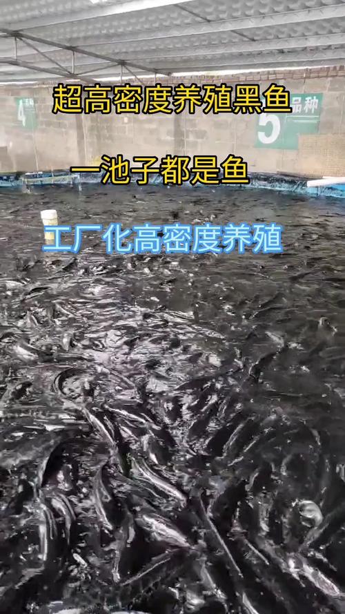 大棚养殖高密度黑鱼的技术与实践