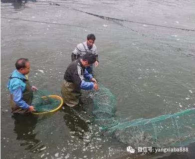 最先进养虾大棚，革新养殖技术，推动水产产业进步