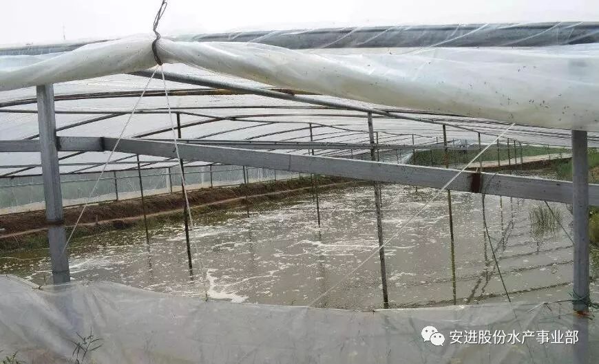 南美白对虾大棚养殖技术