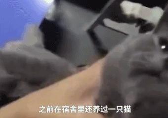 猫头鹰与孔雀的交融，商标图案背后的故事