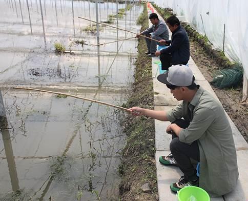 大棚养殖龙虾的方法