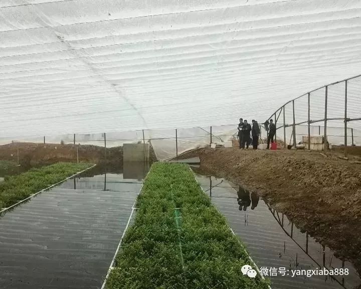 大棚养殖淡水龙虾，一种高效、可持续的水产养殖新模式