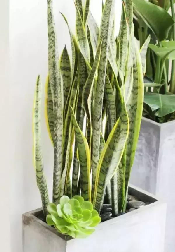 麦冬品种介绍与图片展示