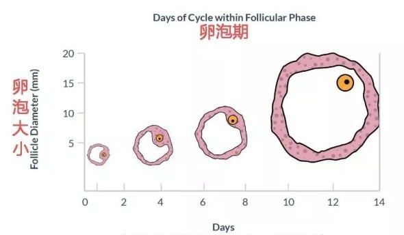 探究空卵泡与取卵数量之间的关系，原因、影响与应对策略