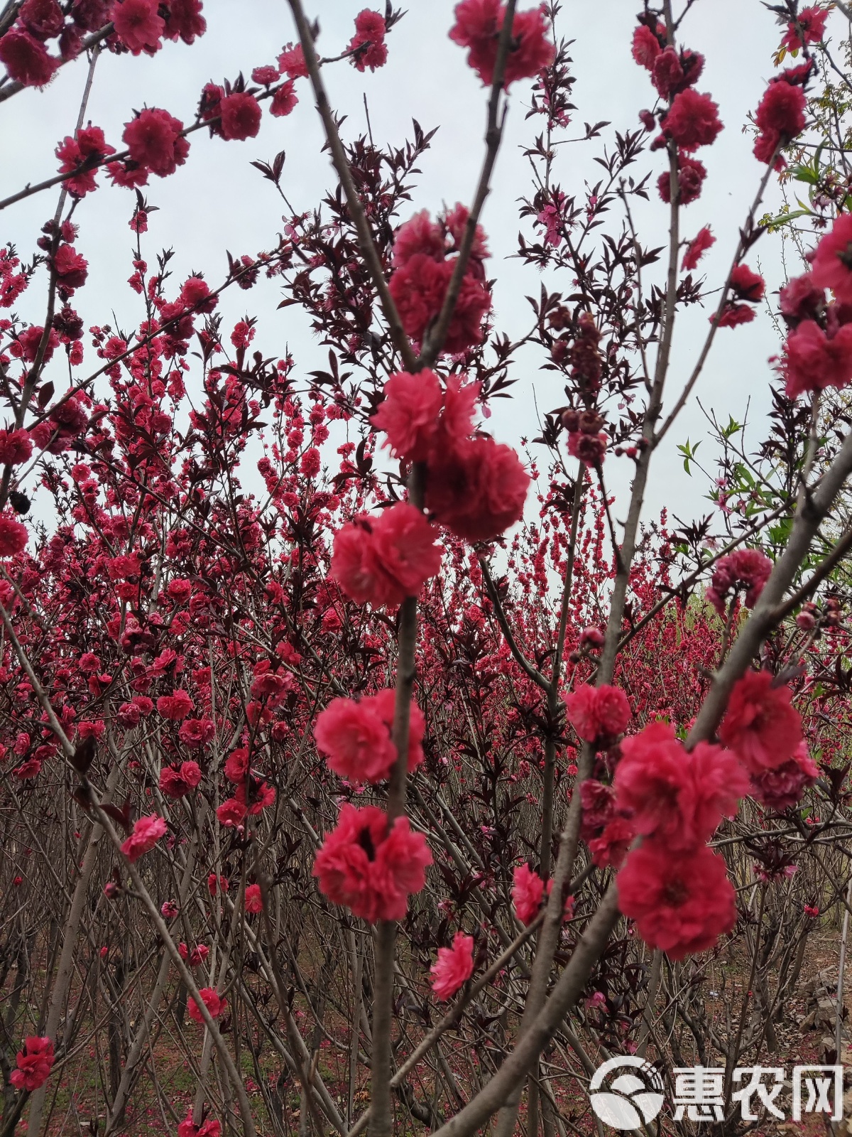 网页制作 第66页